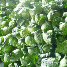 High Quality New Crop Fresh China Cabbage
